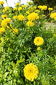 African Marigold, Tagetes erecta Sierra Yellow, flowers