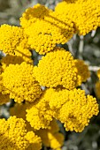 Fernleaf yarrow (Achillea filipendulina)