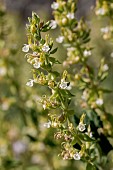 Yellow germander (Teucrium flavum)