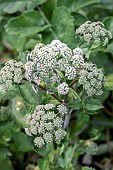 Wild angelica (Angelica sylvestris), Gers, France