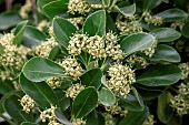 Evergreen spindle (Euonymus japonicus) in flower during july, Brehat, Cotes-dArmor, France