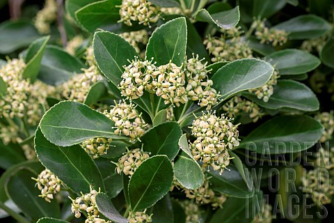 Evergreen_spindle_Euonymus_japonicus_in_flower_during_july_Brehat_CotesdArmor_France