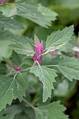 Tree spinach (Chenopodium giganteum)