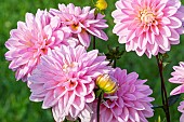 Dwarf Dahlia, Decorative Dahlia, Dahlia Rose des Sables, flowers
