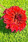 Decorative Dahlia, Dahlia Spartacus. Breeder : Senior (USA) 1992, flower