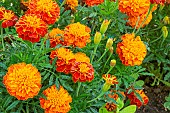 French Marigold, Tagetes erecta Bonanza Harmony, flowers