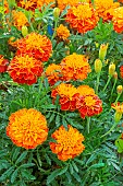 French Marigold, Tagetes erecta Bonanza Harmony, flowers