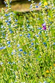 Blue Spike Sage, Bog sage Ballon Azul, Salvia uliginosa Ballon Azul, flowers