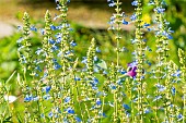 Blue Spike Sage, Bog sage Ballon Azul, Salvia uliginosa Ballon Azul, flowers