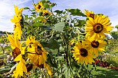 Common Sunflower, Helianthus annuus Beauté dAutomne, flowers