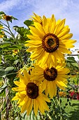 Common Sunflower, Helianthus annuus Beauté dAutomne, flowers
