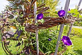 Tall Morning Glory Kniolas Black, Ipomoea purpurea Kniolas Black, flowers