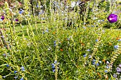 Blue Spike Sage, Bog sage Ballon Azul, Salvia uliginosa Ballon Azul, flowers