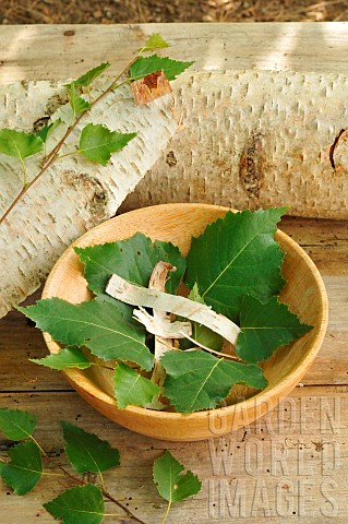 Birch_Betulus_sp_benefits_of_its_leaves_and_bark_used_in_infusion_decoction_sap_multiple_properties