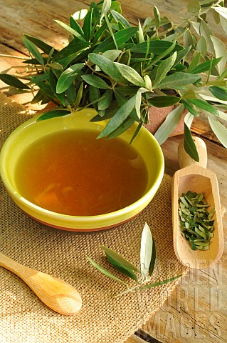 Olive_leaves_Olea_europea_used_as_infusion_medicinal_properties