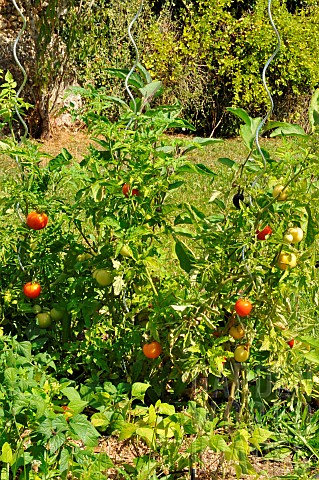 Tomatoes_Solanum_lycopersicum_with_stakes_in_the_garden