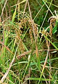 Rice about to be harvested. Sri-Lanka.