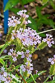 Slender vervain Polaris, Verbena rigida f. lilacina Polaris, flowers