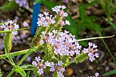 Slender vervain Polaris, Verbena rigida f. lilacina Polaris, flowers