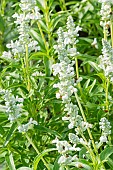Mealycup Sage, Salvia farinacea Cirrus, flowers