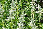 Mealycup Sage, Salvia farinacea Cirrus, flowers