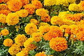 French Marigold, Tagetes erecta Proud Mari, flowers