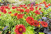 Blanket Flower, Gaillardia pulchella ?Red Plume?, flowers