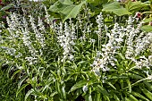 Mealycup Sage, Salvia farinacea Cirrus, flowers