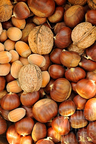 Chestnuts_Castanea_sativa_Nuts_Juglans_regia_Hazelnuts_Corylus_avellana_health_benefits_autumn_fruit