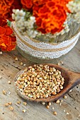 Buckwheat seeds (Fagopyrum esculentum), benefits of the seeds