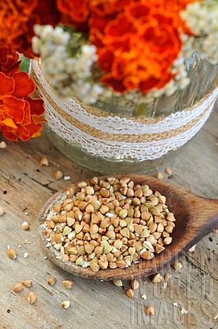 Buckwheat_seeds_Fagopyrum_esculentum_benefits_of_the_seeds