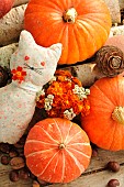 Pumpkins (Cucurbita maxima), marigold flowers (Tagestes patula) and fabric cat, autumn colours