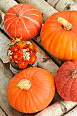 Pumpkins (Cucurbita maxima) and marigold flowers (Tagestes patula), autumn colours