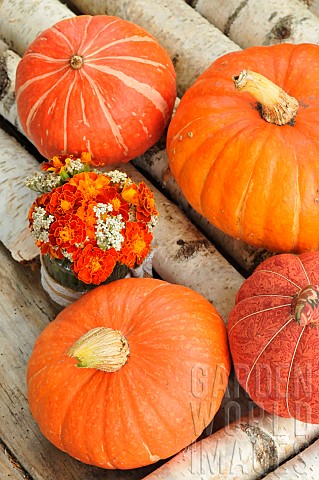 Pumpkins_Cucurbita_maxima_and_marigold_flowers_Tagestes_patula_autumn_colours