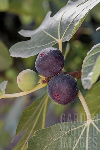 Purplish_black_figs_on_tree