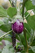 Graffiti eggplant, grafted plant