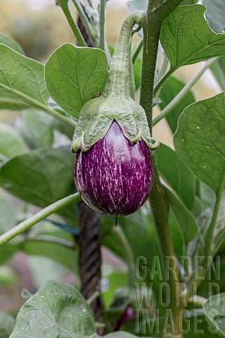 Graffiti_eggplant_grafted_plant