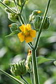 Velvet leaf (Abutilon theophrasti) flowering in a soya crop, Gers, France