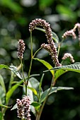 Pale persicaria (Polygonum lapathifolium) flowering in a soya crop, Gers, France