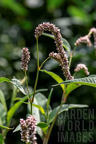Pale_persicaria_Polygonum_lapathifolium_flowering_in_a_soya_crop_Gers_France