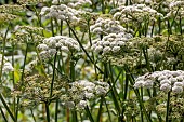 Wild angelica (Angelica sylvestris), Gers, France