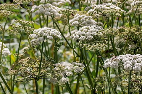 Wild_angelica_Angelica_sylvestris_Gers_France