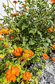 Mexican Sunflower, Tithonia rotundifolia Torch, flowers