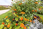 Mexican Sunflower, Tithonia rotundifolia Torch, flowers