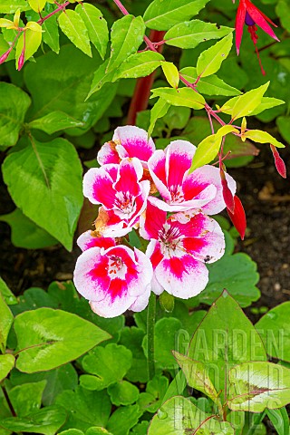 Horseshoe_pelargonium_Pelargonium_zonale_Ganymed_flowers