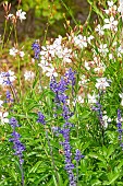 Appleblossom Grass, Gaura lindheimeri and Mealycup Sage, Salvia farinacea Epi Bleu, flowers