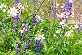 Appleblossom Grass, Gaura lindheimeri and Mealycup Sage, Salvia farinacea Epi Bleu, flowers