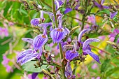Giant Sage, Brillantaisia subulugurica, flowers