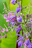 Giant Sage, Brillantaisia subulugurica, flowers