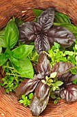 Basil (Ocimum basilicum), 3 different varieties